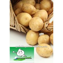 Holland Fresh Potato (150g-250g)